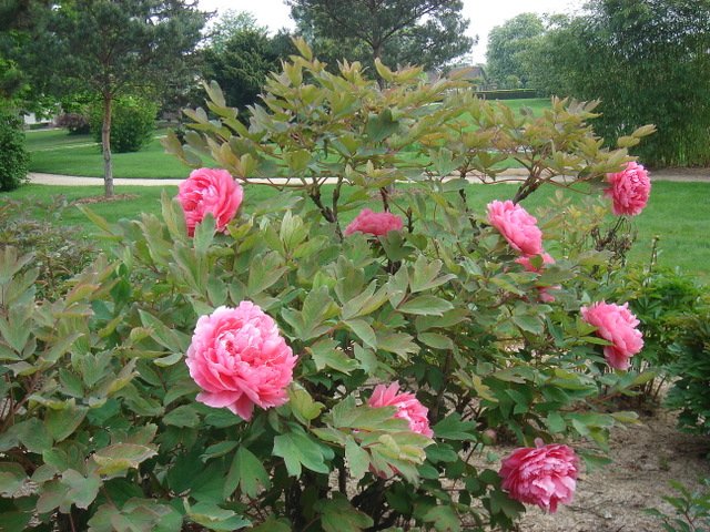Paeonia suffruticosa 'Mme Stuart'